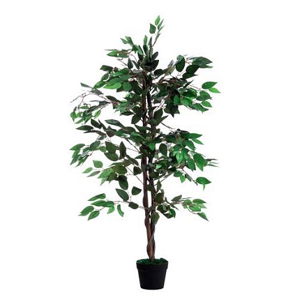Fikus Paperflow, 120 cm